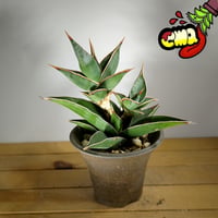 サンセベリア サッフルティコーサ シルバー | いかれ植物屋