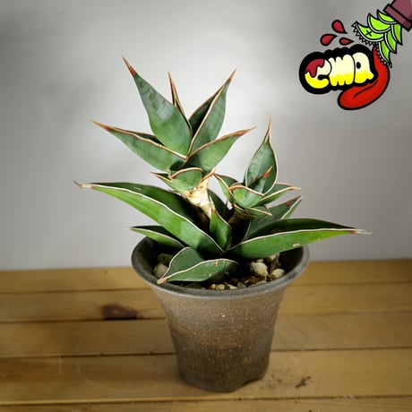 CATEGORY サンセベリア | いかれ植物屋 CrazyMenAdventure