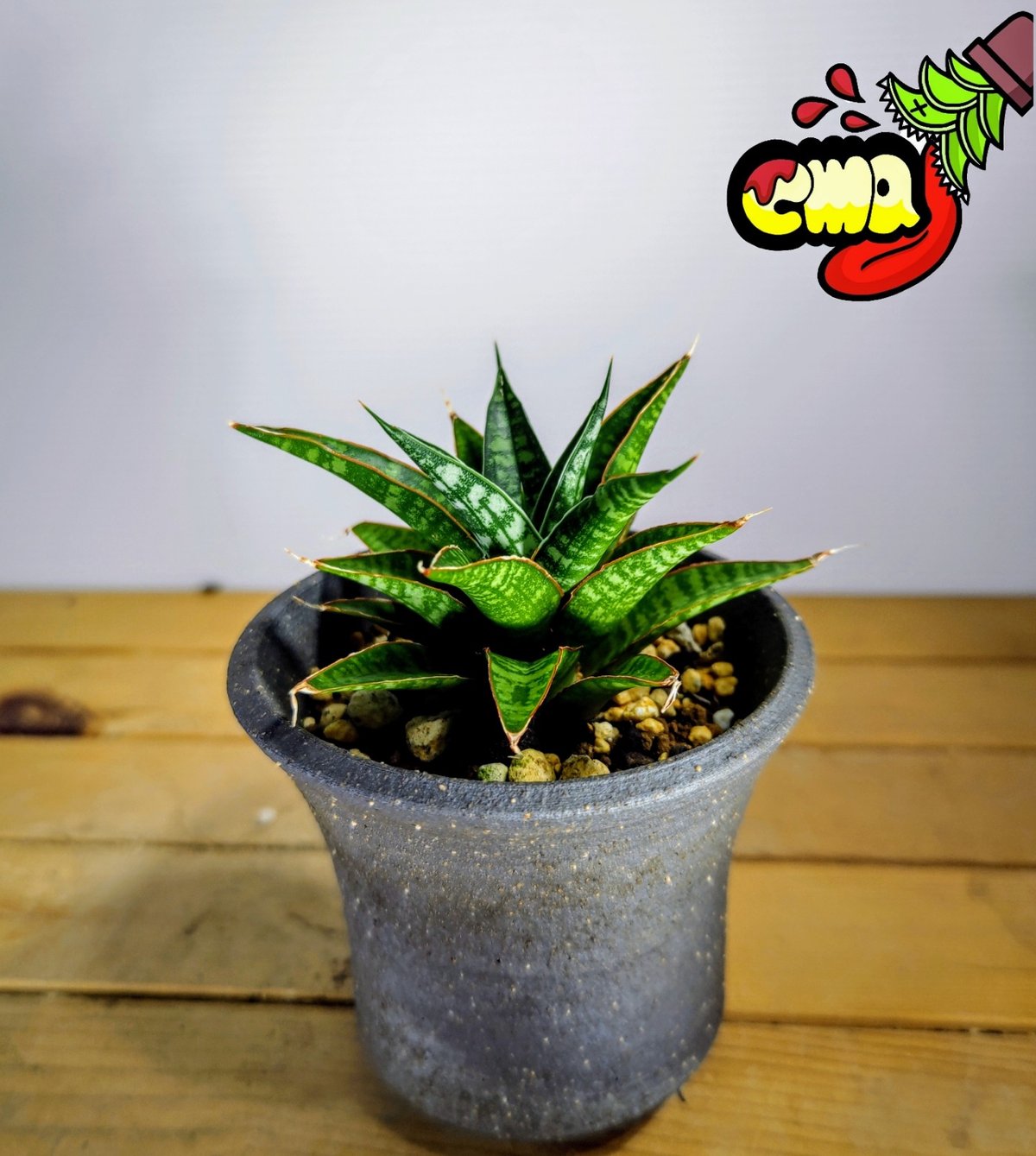 サンスベリア バンテン sansevieria ban teng 9/13撮影 サンスベリア バンテン sansevieria ban teng 9/13撮影