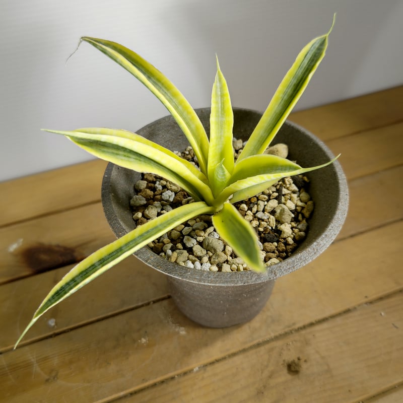 サンセベリア サイアムゴールド 1 | いかれ植物屋 CrazyMenAdventure