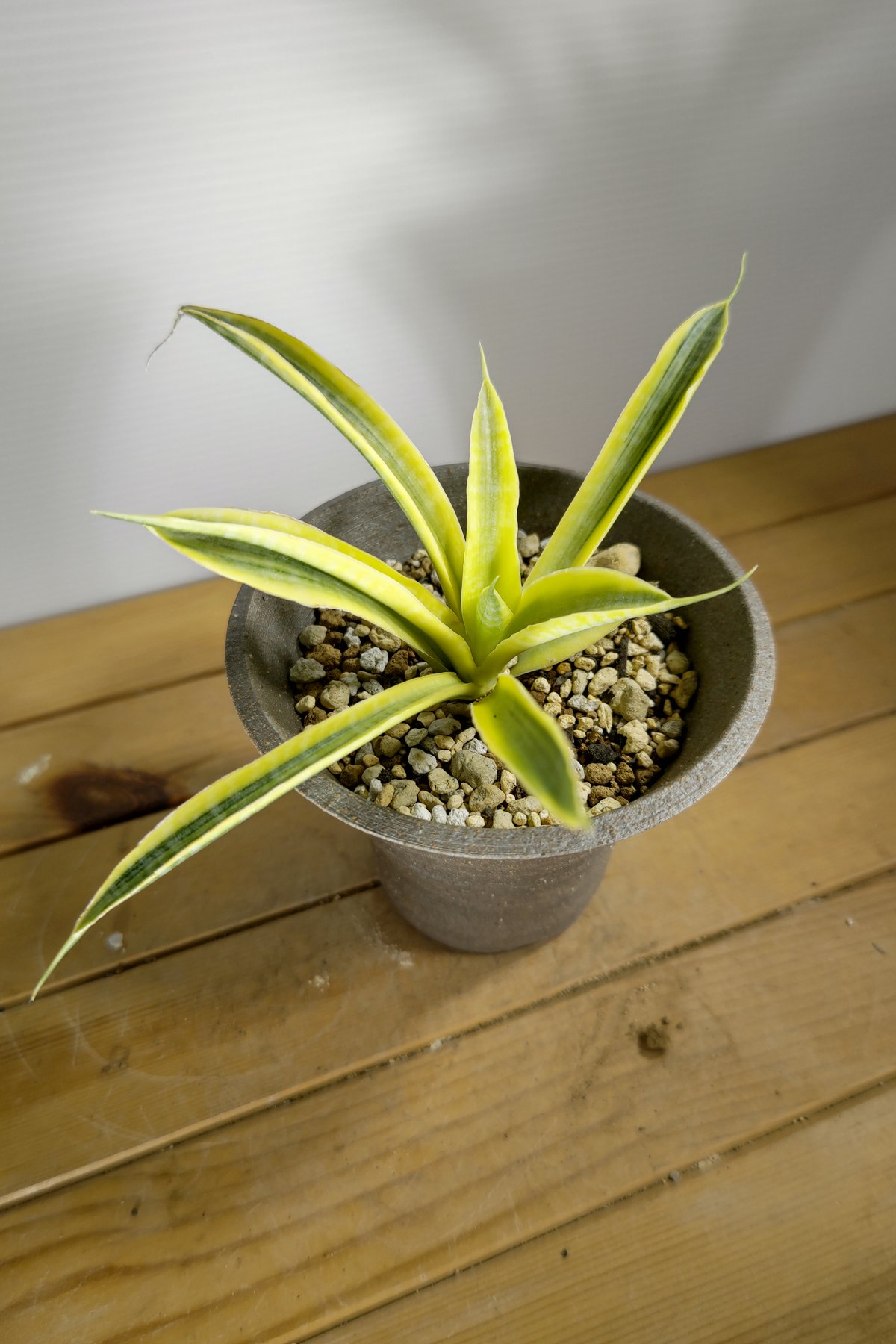 サンセベリア　サイアム　ゴールド fit=scale-down,w=1200