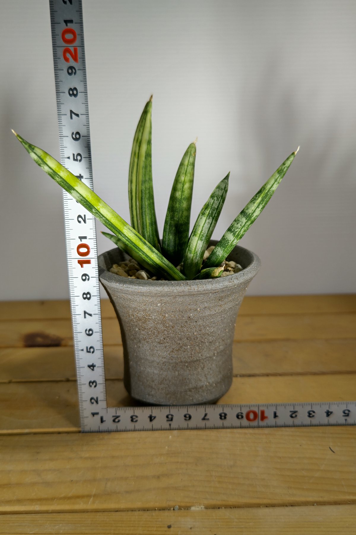 サンセベリア ボンセレンシス 斑入り | いかれ植物屋