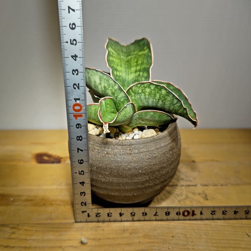 サンセベリア ドラゴンウイング 子株付き サンセベリア