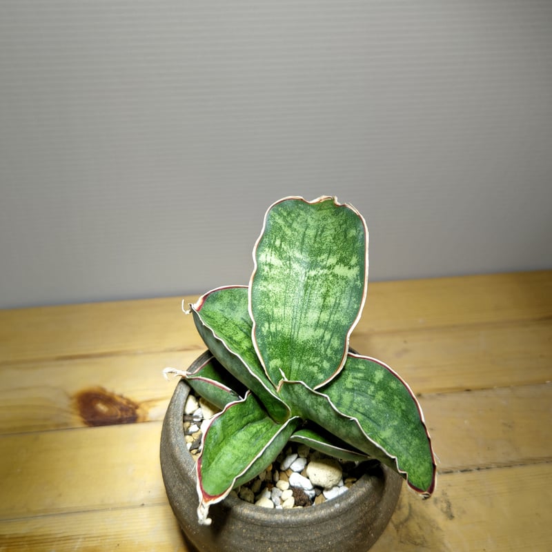 サンスベリア dragon wing variegated C 6