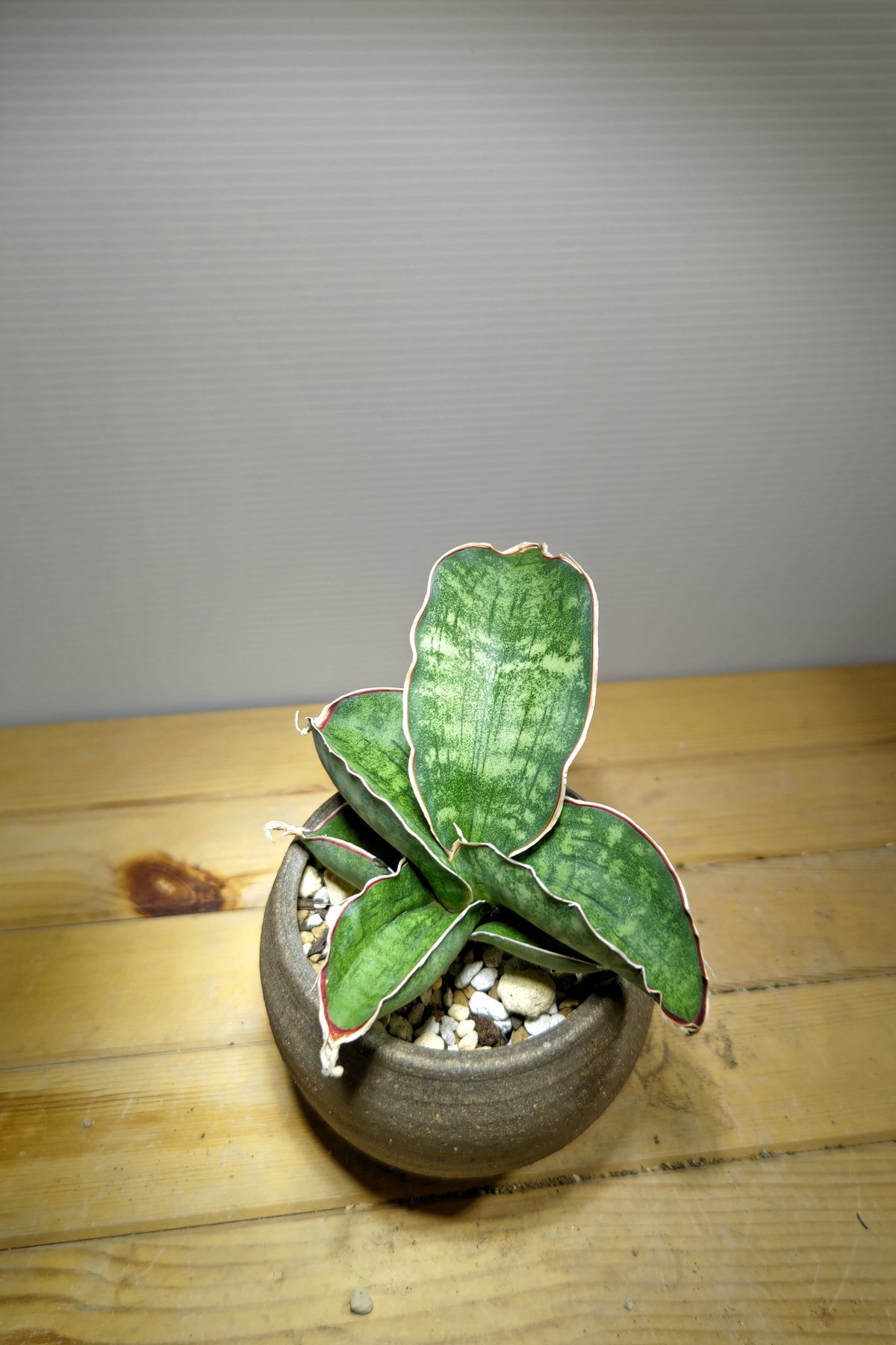 サンセベリア ドラゴンウィング | いかれ植物屋 CrazyMenAdventure