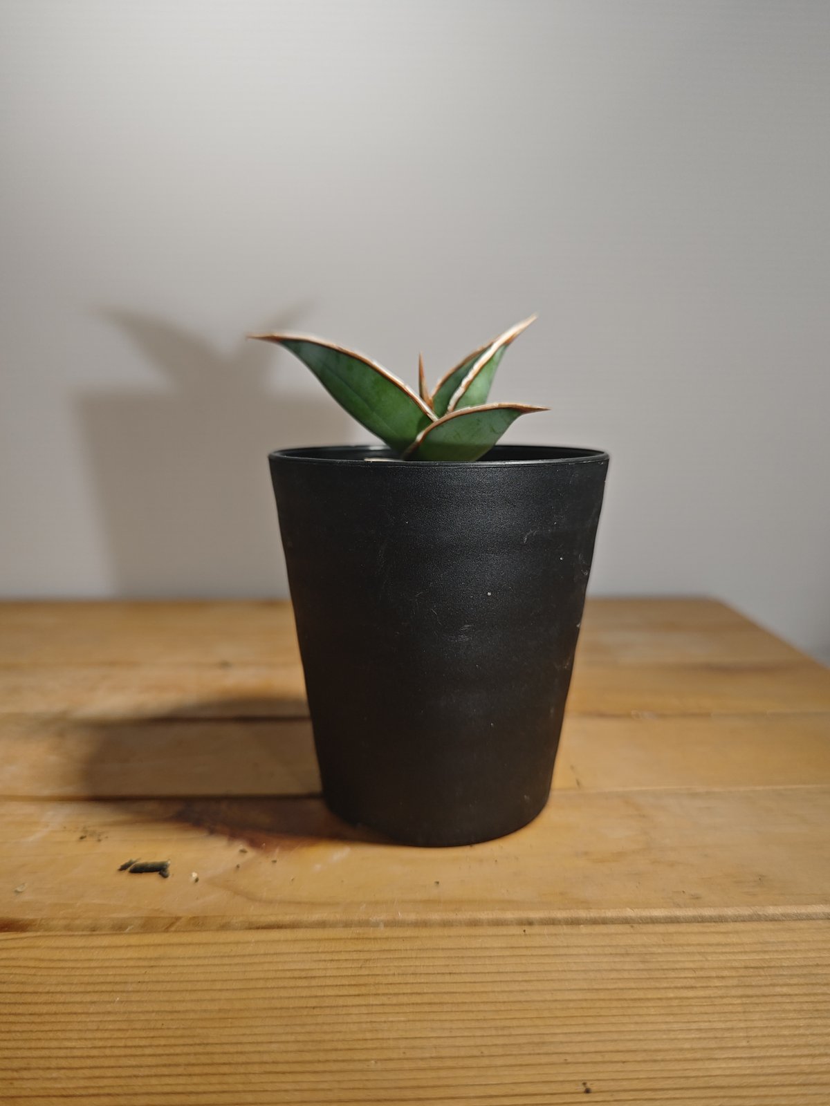 サンセベリア ピングイキュラ 斑入り 子株 | いかれ植物屋