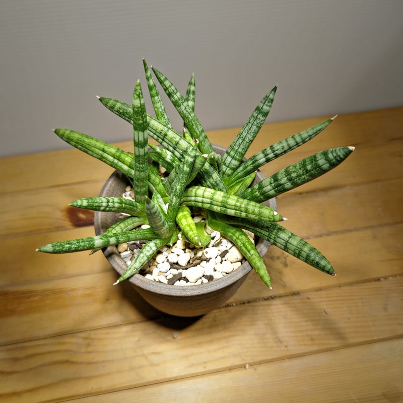サンセベリア ボンセレンシス 群生株 | いかれ植物屋 CrazyMenAdventure