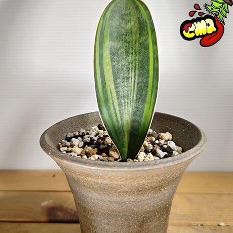 サンスベリア クレオパトラ 斑入り 気持ち良 