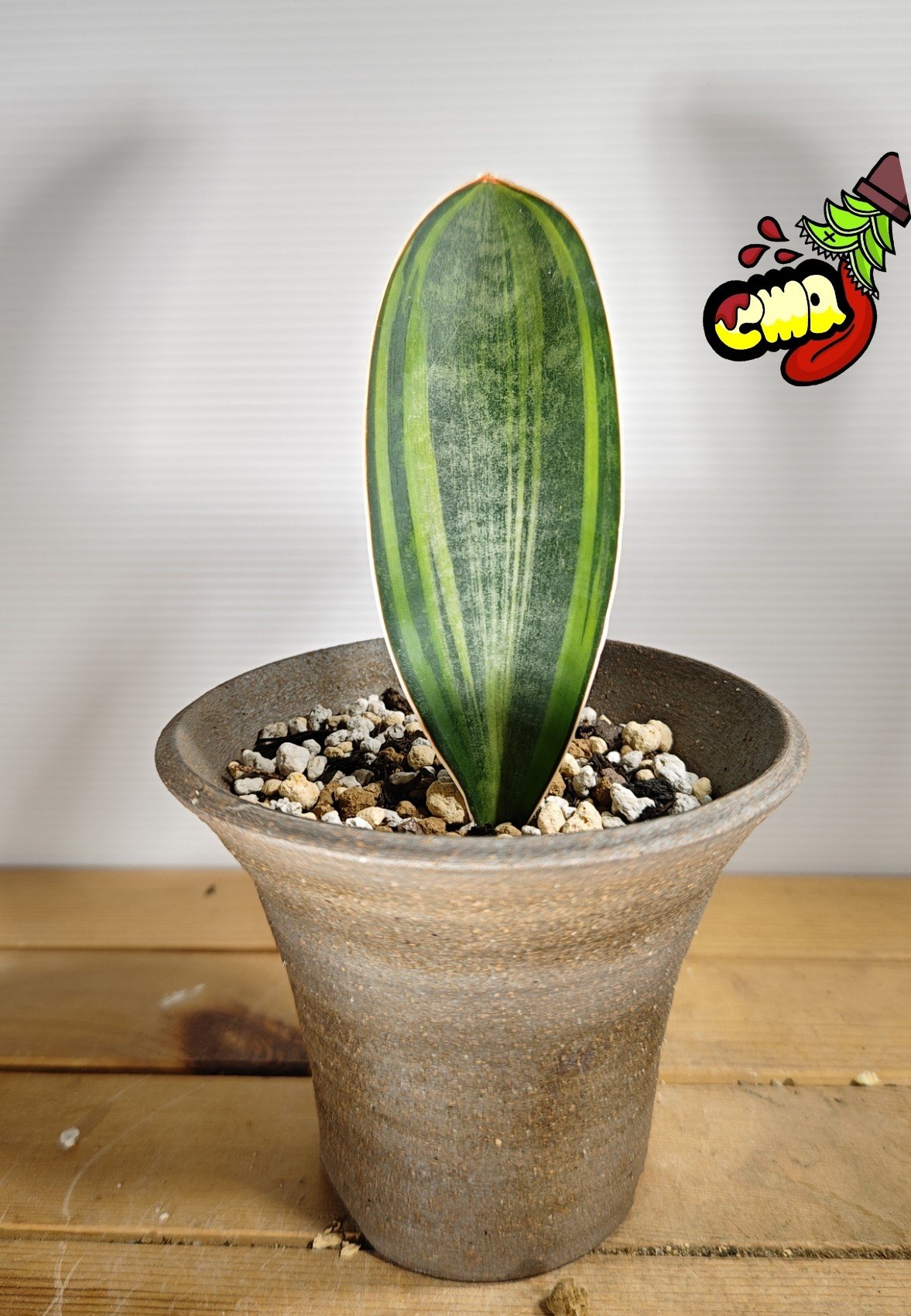 サンスベリア マーシャアンジャニ 斑入り