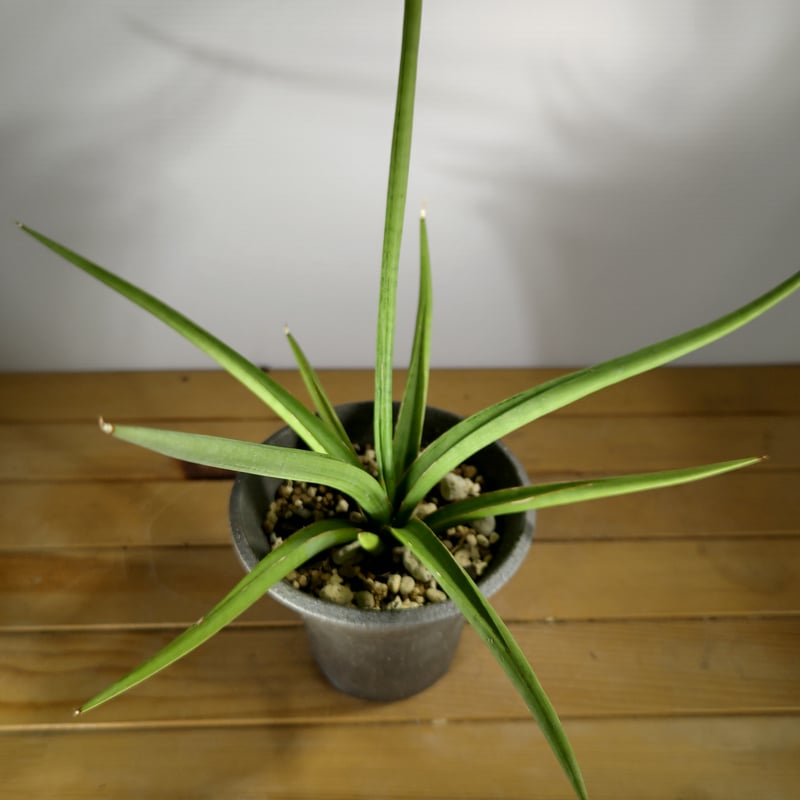 サンスベリア ダンシングドラゴン　超希少　ビッグサイズ サンセベリア ダンシング ドラゴン「Sansevieria Dancing Dragon