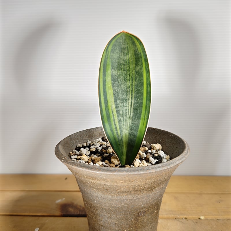 サンセベリア マッソニアーナ 斑入り | いかれ植物屋