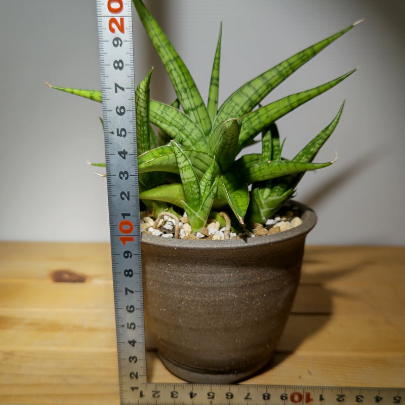 サンセベリア ハイブリッドfromインドネシア | いかれ植物屋