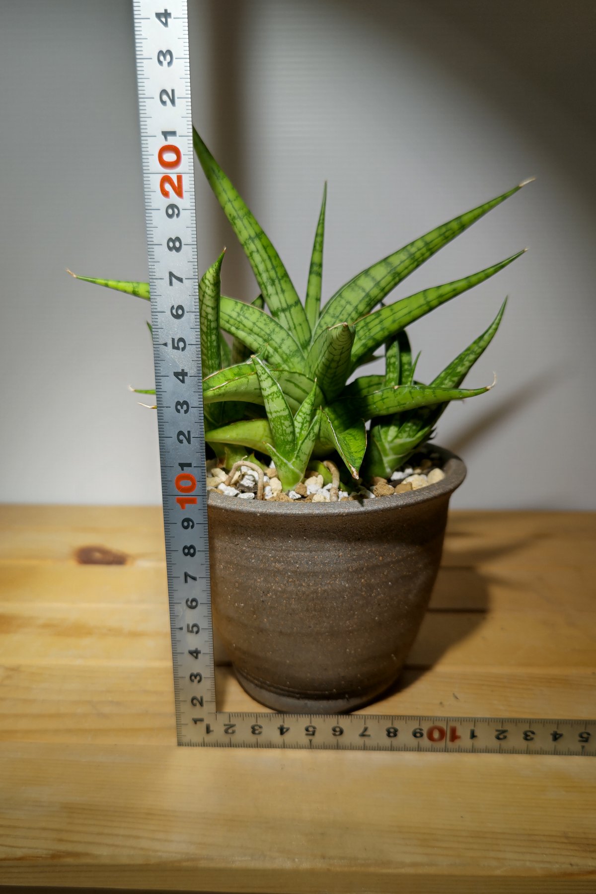 サンセベリア ハイブリッドfromインドネシア | いかれ植物屋