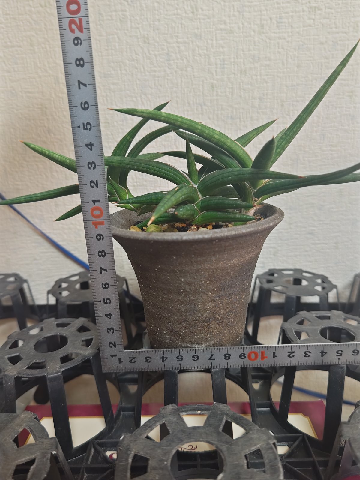 サンセベリア バリー | いかれ植物屋 CrazyMenAdventure