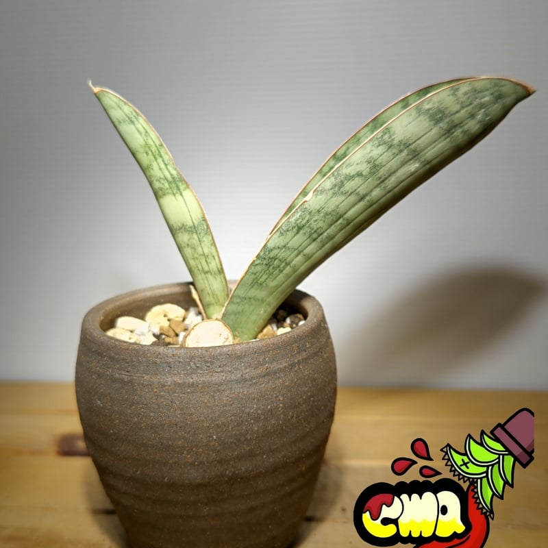 サンセベリア ハリー シルバーバット | いかれ植物屋 CrazyMenAdventure