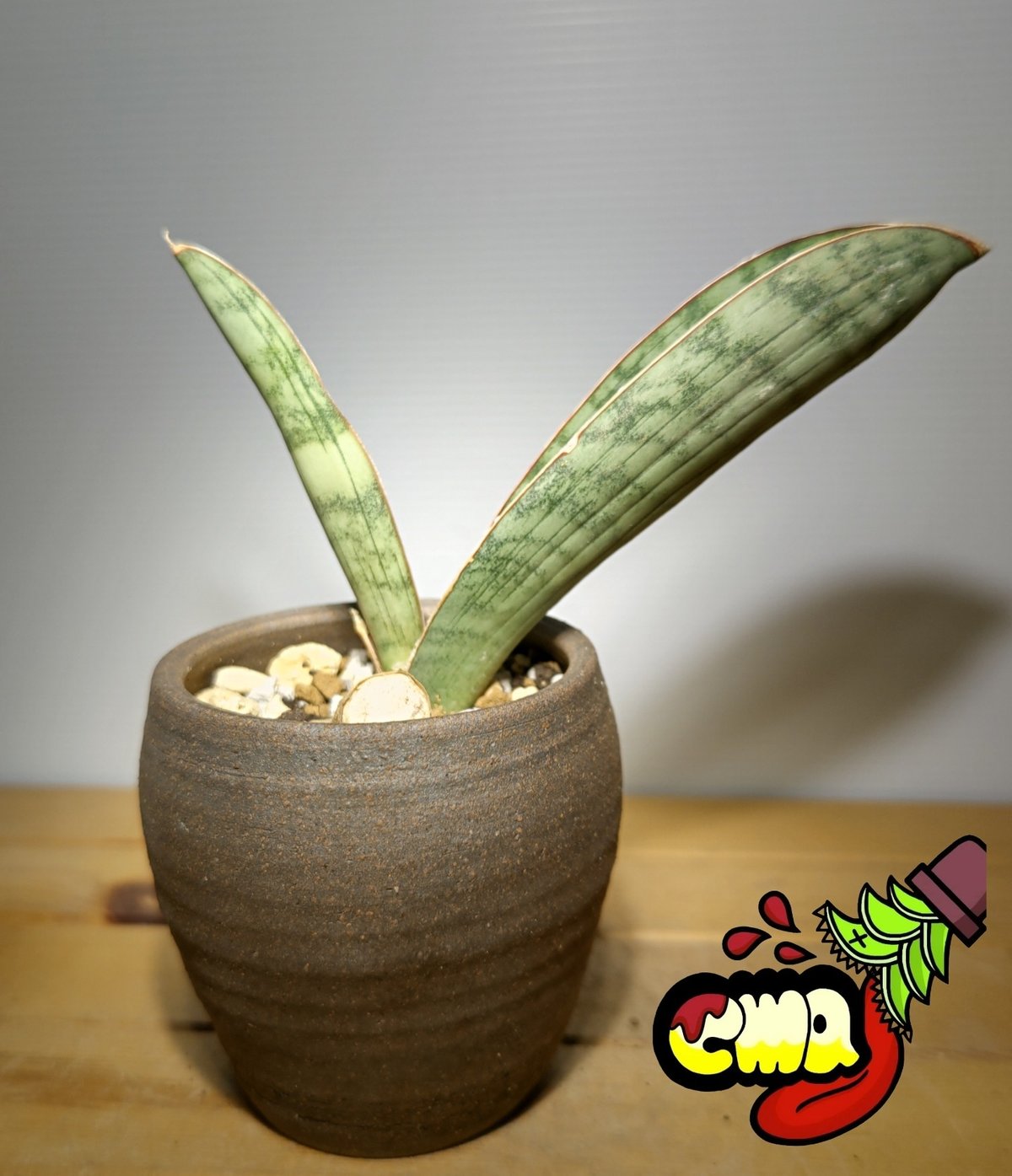 サンスベリア　レオパルドバット バリエガータ サンスベリア レオパルドバット バリエガータ - メルカリ