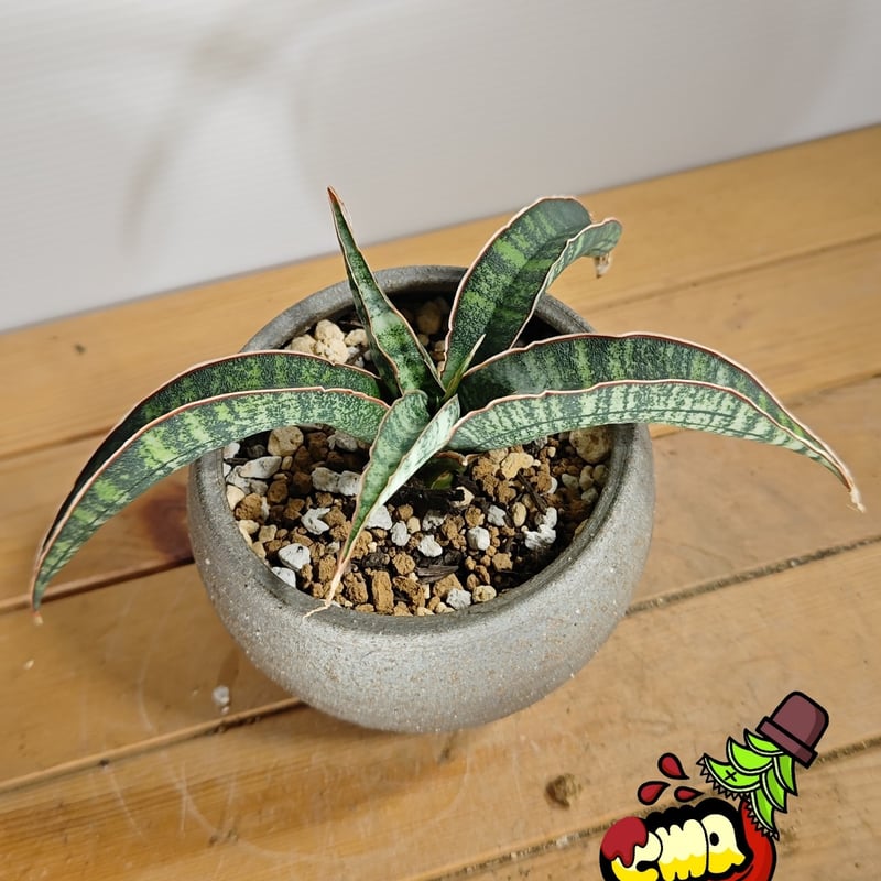 サンセベリア フィッシェリー | いかれ植物屋 CrazyMenAdventure