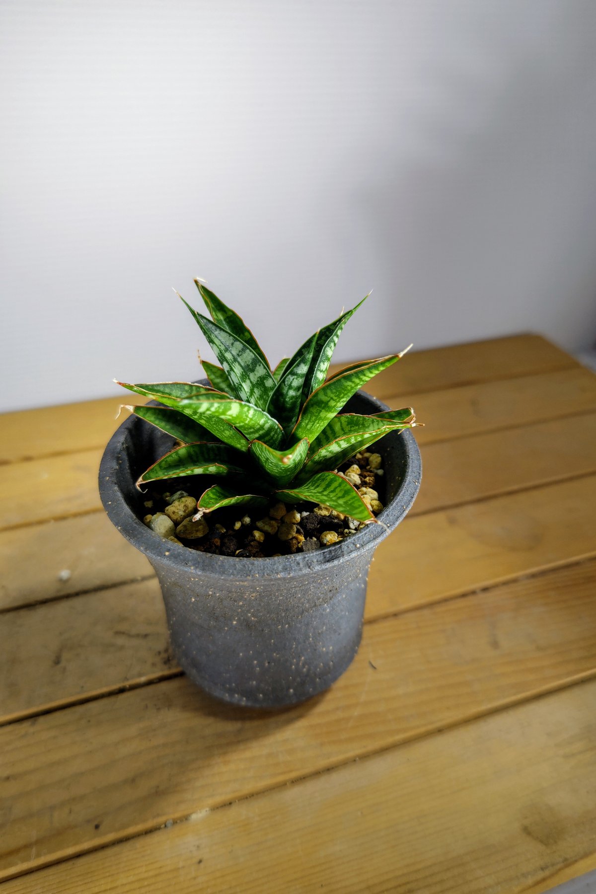 サンセベリア バンテン | いかれ植物屋 CrazyMenAdventure サンセベリア バンテン | いかれ植物屋 CrazyMenAdventure