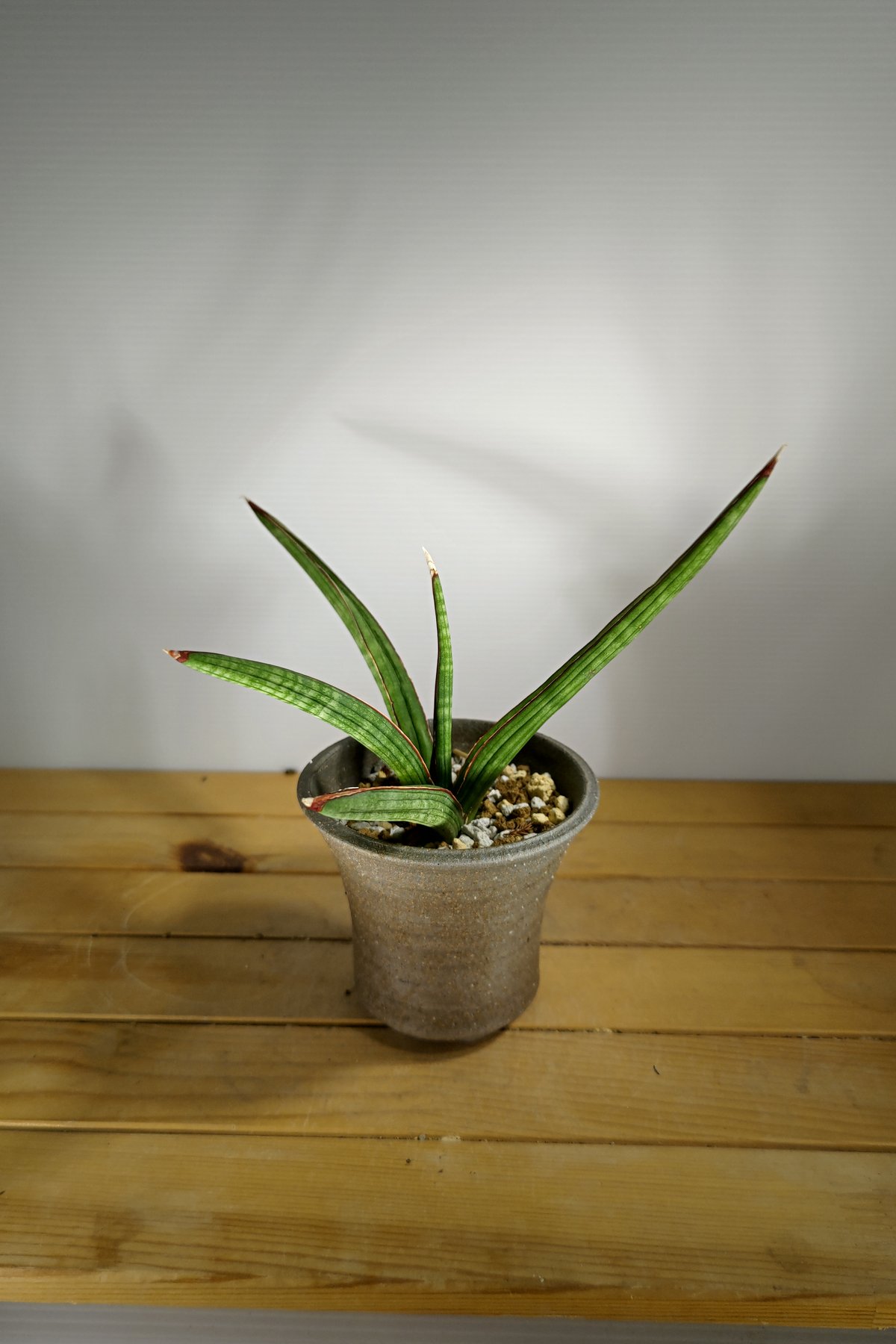 レア サンスベリア カミーロ サンセベリア sansevieria camilo レア サンスベリア カミーロ サンセベリア sansevieria camilo