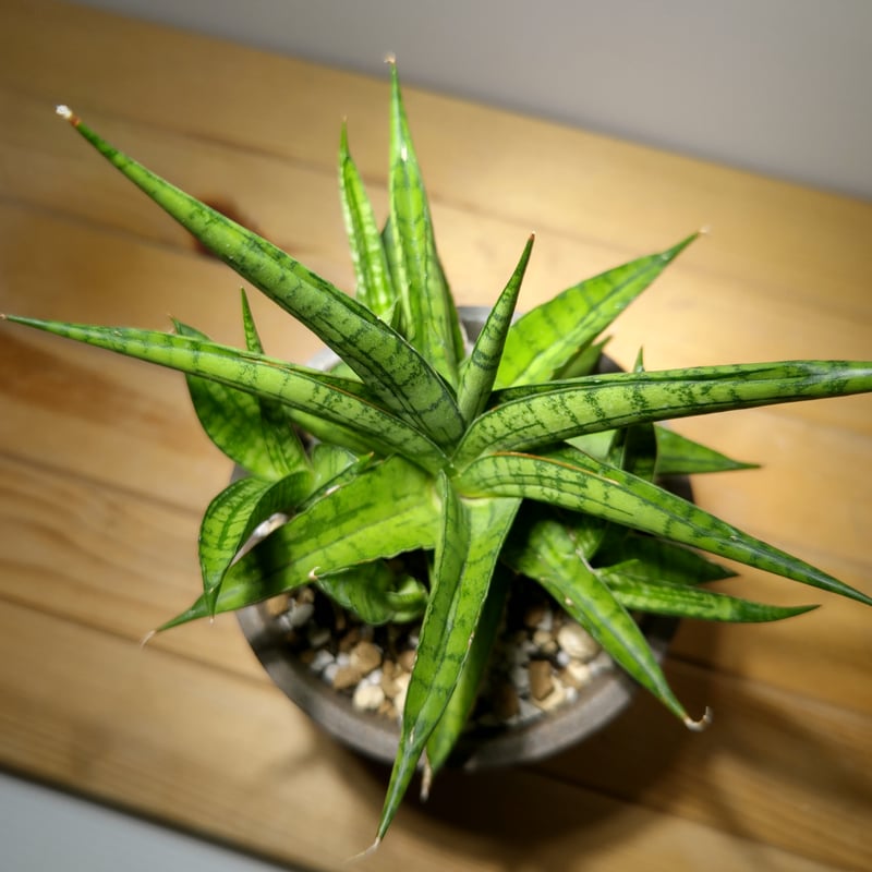 サンセベリア ハイブリッドfromインドネシア | いかれ植物屋