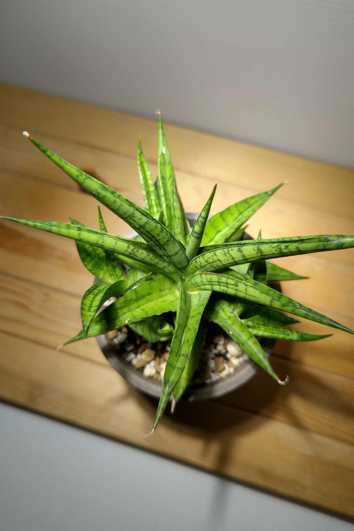 希少 大サイズ 美品 サンスベリア ロブスタ 斑入り バリエガータ