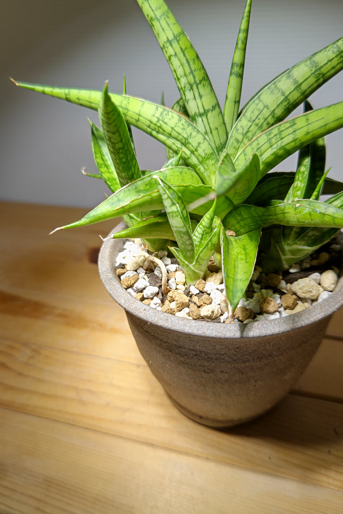サンセベリア ハイブリッドfromインドネシア | いかれ植物屋