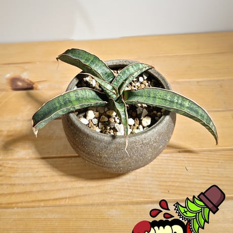 CATEGORY サンセベリア | いかれ植物屋 CrazyMenAdventure