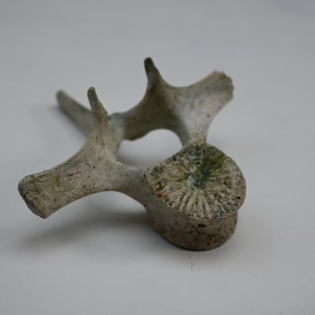 France Old Dolphin Bone Objet  / フランス 古いイルカの骨のオブジェ D