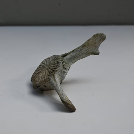 France Old Dolphin Bone Objet  / フランス 古いイルカの骨のオブジェ G