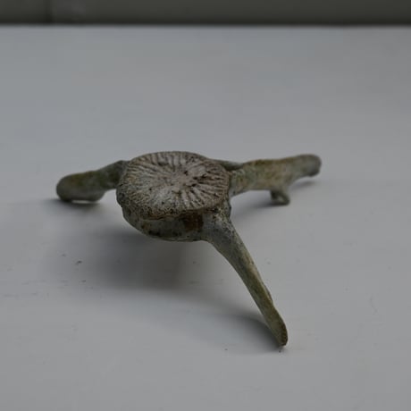 France Old Dolphin Bone Objet  / フランス 古いイルカの骨のオブジェ F