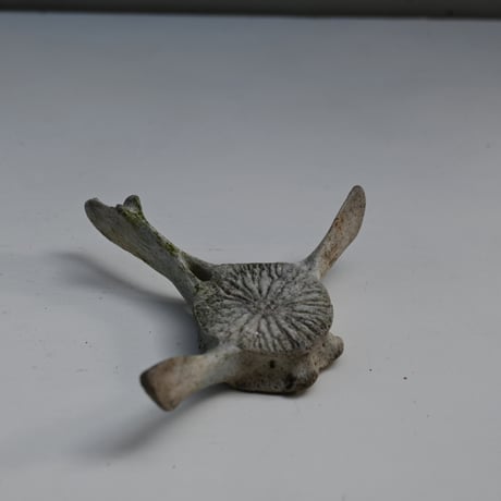 France Old Dolphin Bone Objet  / フランス 古いイルカの骨のオブジェ G