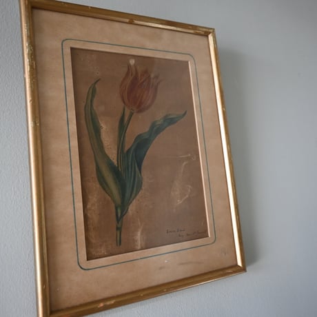France Old Tulip Painting / フランス 古いチューリップの絵