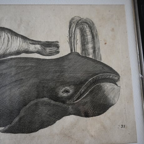 France Baleine Print / フランス クジラとセイウチの銅版画