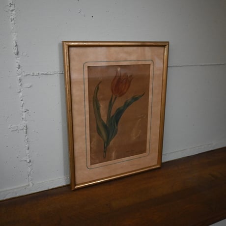 France Old Tulip Painting / フランス 古いチューリップの絵