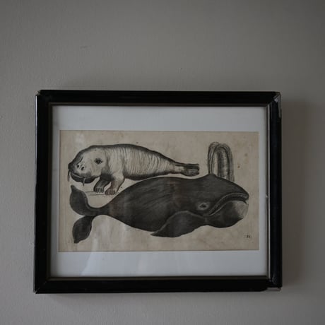 France Baleine Print / フランス クジラとセイウチの銅版画