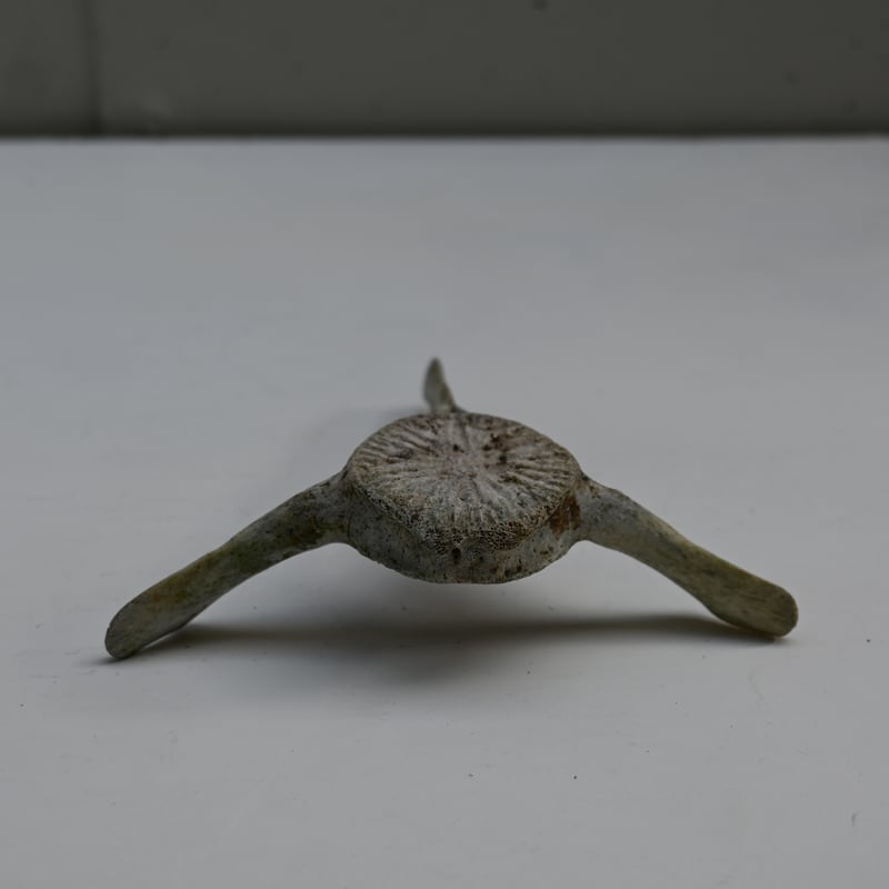 France Old Dolphin Bone Objet / フランス 古いイルカの骨のオ