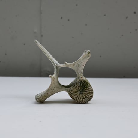 イルカの骨のオブジェ | STORES
