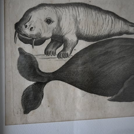 France Baleine Print / フランス クジラとセイウチの銅版画