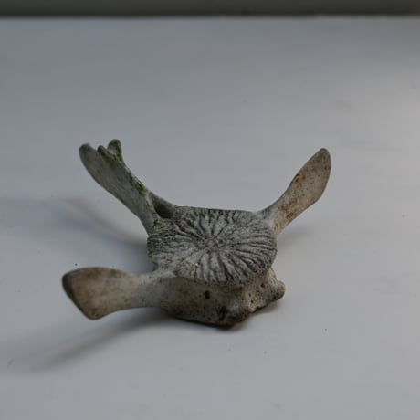 France Old Dolphin Bone Objet  / フランス 古いイルカの骨のオブジェ G