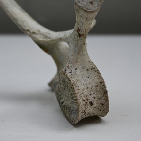 France Old Dolphin Bone Objet  / フランス 古いイルカの骨のオブジェ D