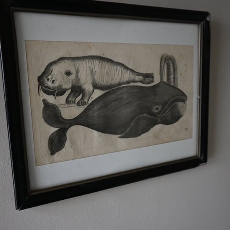 France Baleine Print / フランス クジラとセイウチの銅版画