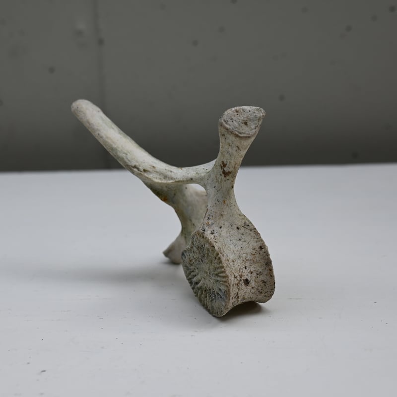 France Old Dolphin Bone Objet / フランス 古いイルカの骨のオ