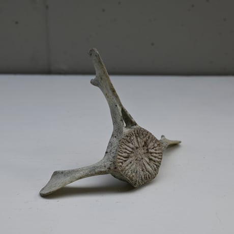 France Old Dolphin Bone Objet  / フランス 古いイルカの骨のオブジェ F