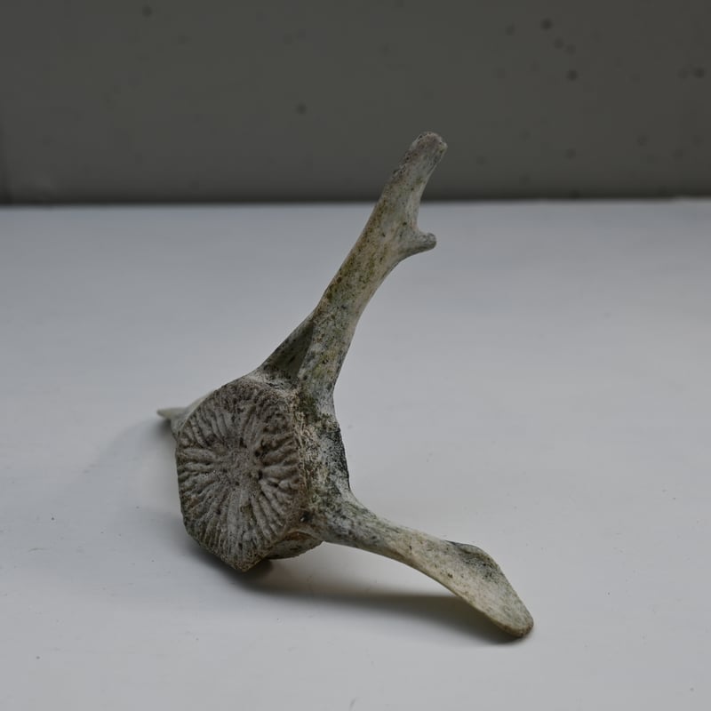 France Old Dolphin Bone Objet / フランス 古いイルカの骨のオ