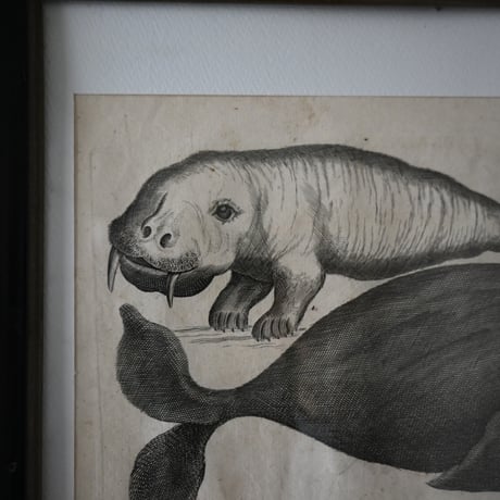 France Baleine Print / フランス クジラとセイウチの銅版画