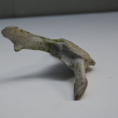 France Old Dolphin Bone Objet  / フランス 古いイルカの骨のオブジェ G