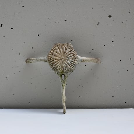 【希少】イルカの骨 オブジェ_9 希少】イルカの骨 オブジェ_9 - メルカリ