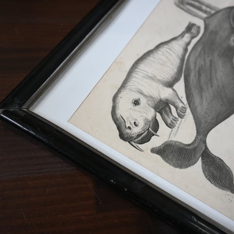 France Baleine Print / フランス クジラとセイウチの銅版画