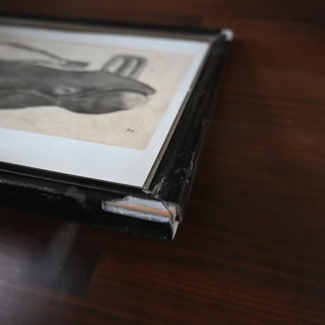 France Baleine Print / フランス クジラとセイウチの銅版画