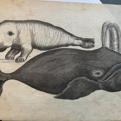 France Baleine Print / フランス クジラとセイウチの銅版画